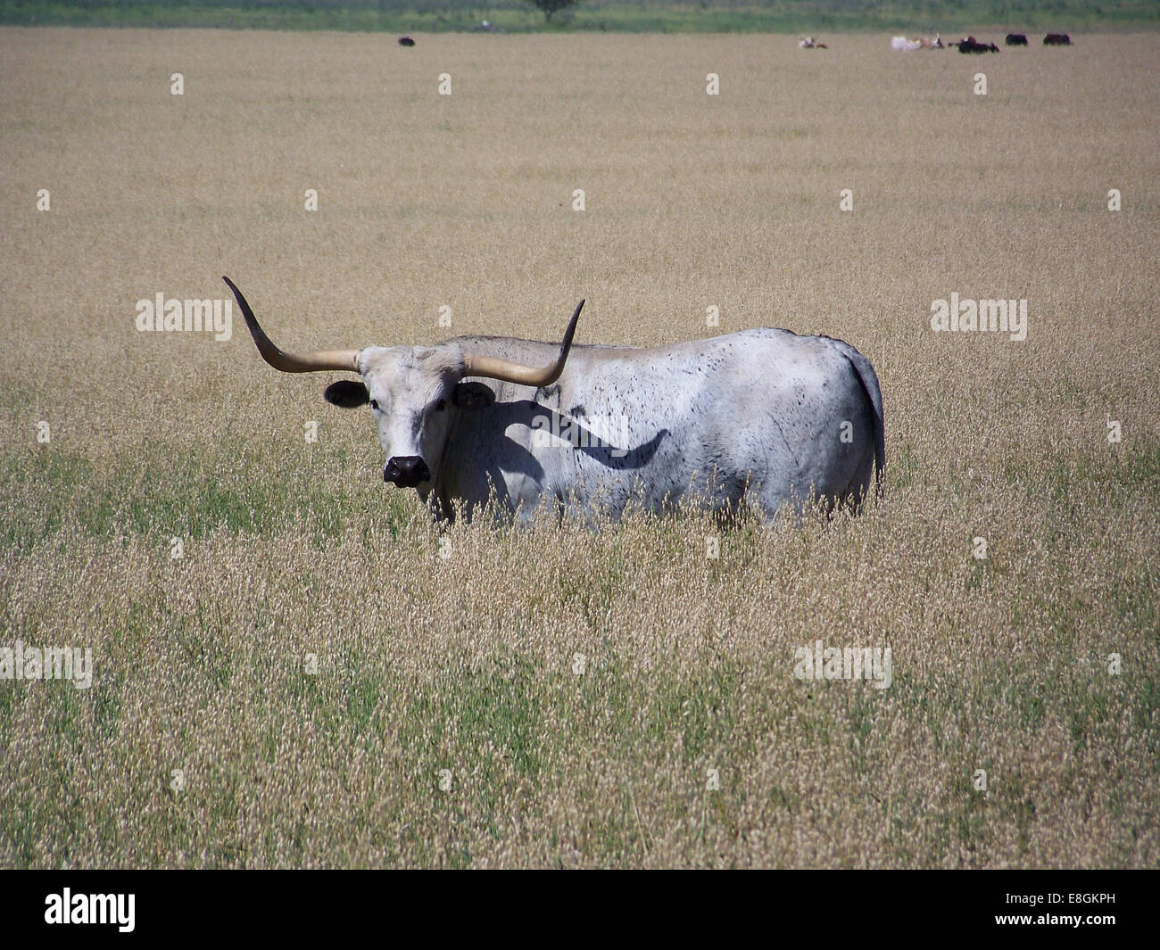 Longhorn standing in a meadow, Dimmit County, Texas, USA Stock Photo