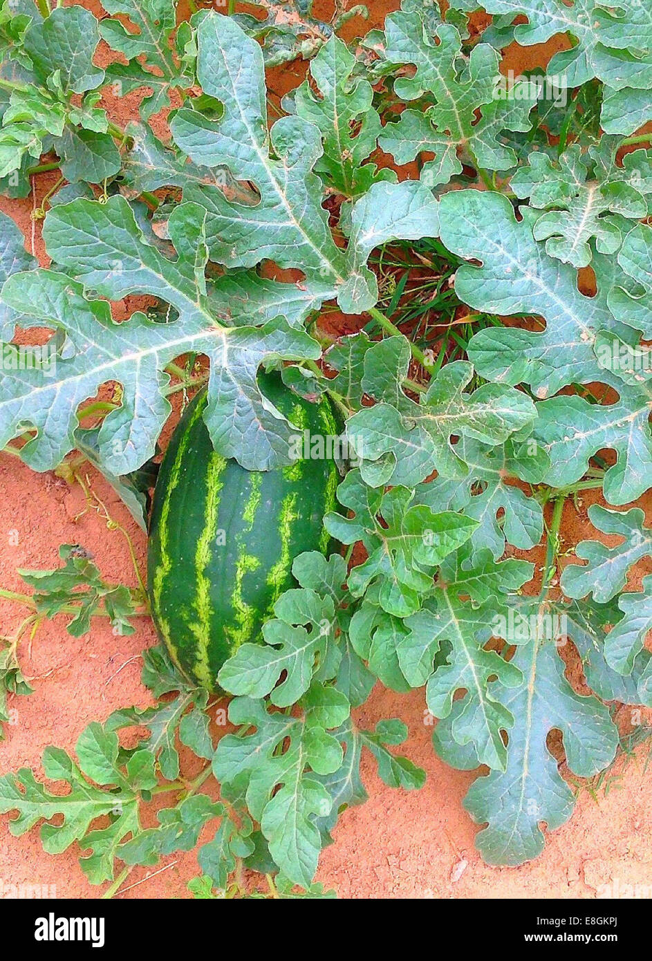 Watermelon growing in a field, Dimmit County, Texas, USA Stock Photo