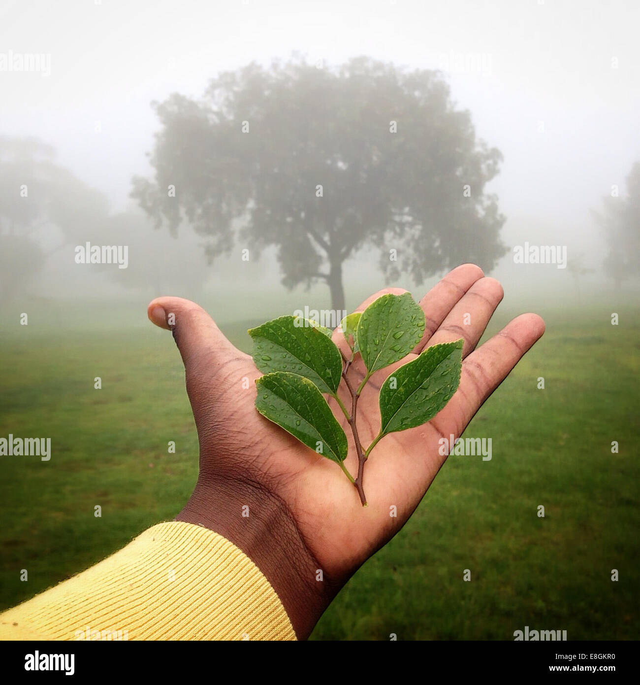 Human hand holding plant with tree in background, Gauteng, Johannesburg, South Africa Stock Photo