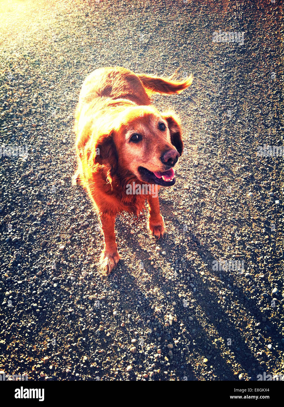 Dog walking down gravel road hires stock photography and images Alamy