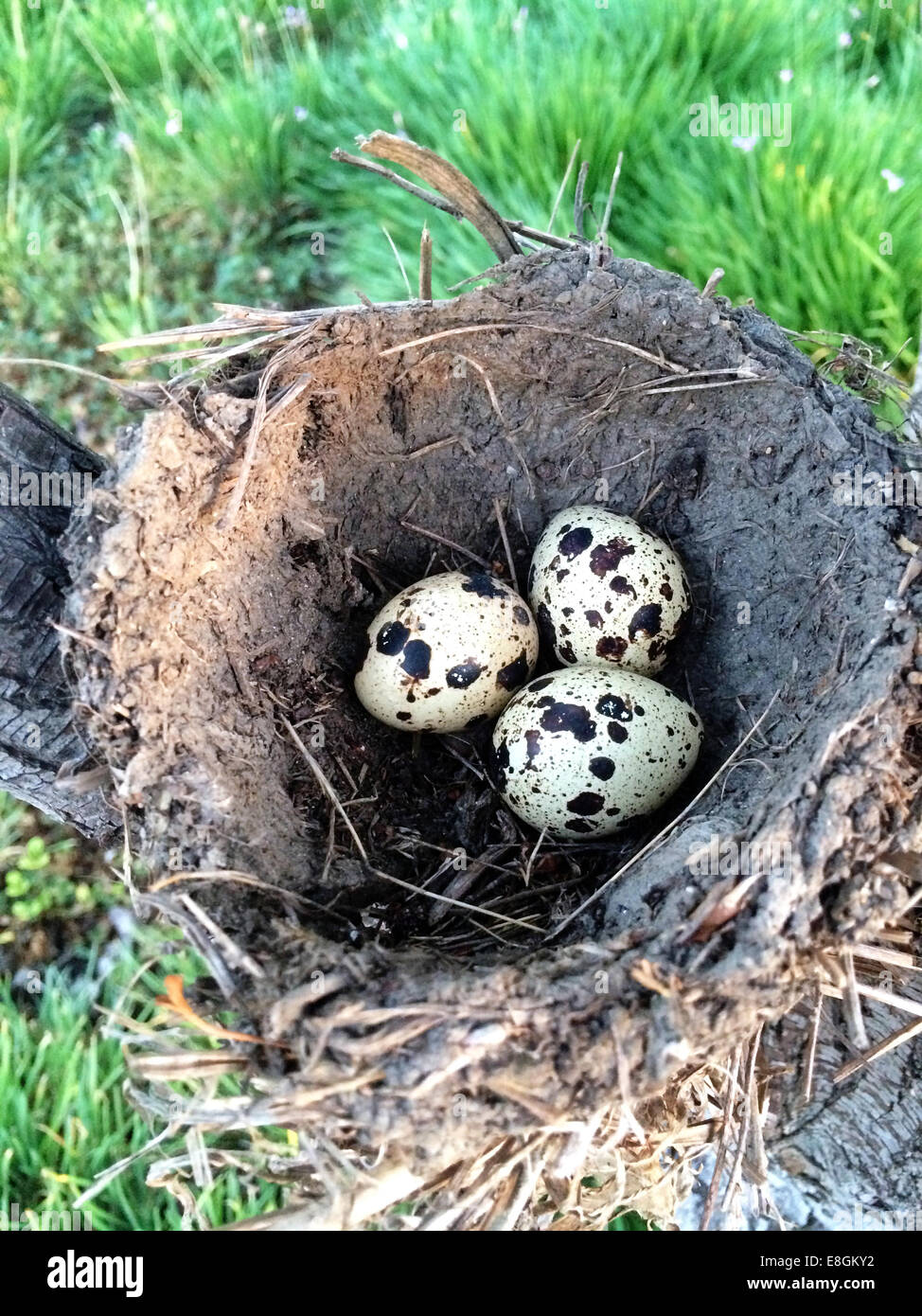 USA, California, Alameda County, Dublin, Close up of bird's nest with eggs Stock Photo