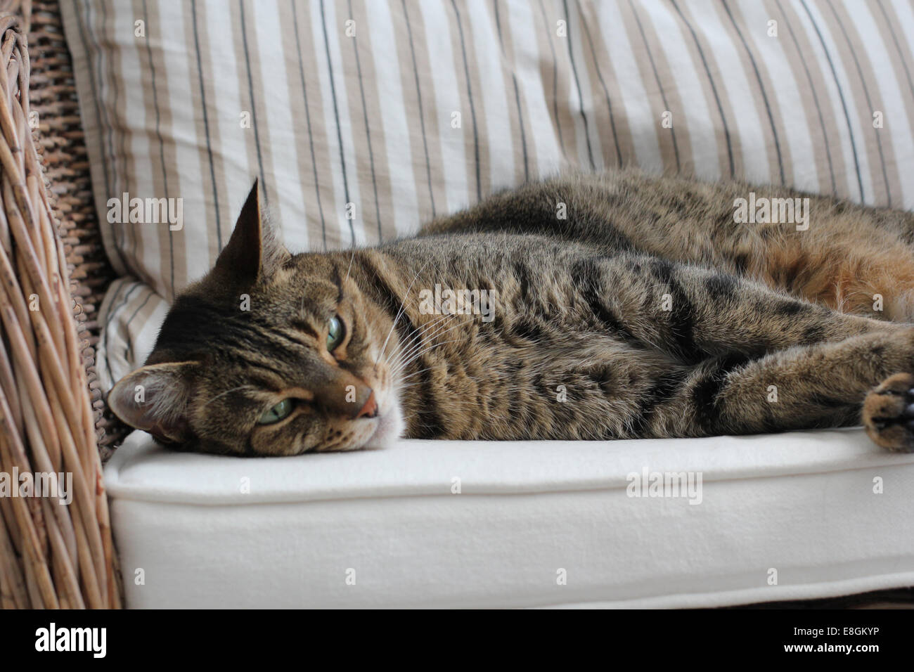 Cat lying on couch Stock Photo - Alamy