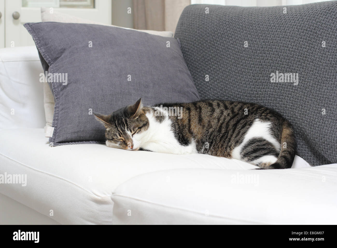 tabby-cat-lying-on-a-sofa-sleeping-stock-photo-alamy