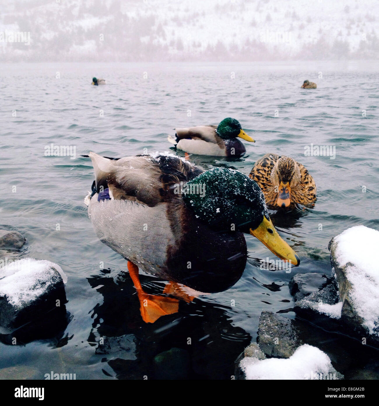 USA, Oregon, Washington County, Beaverton, ducks in winter Stock Photo