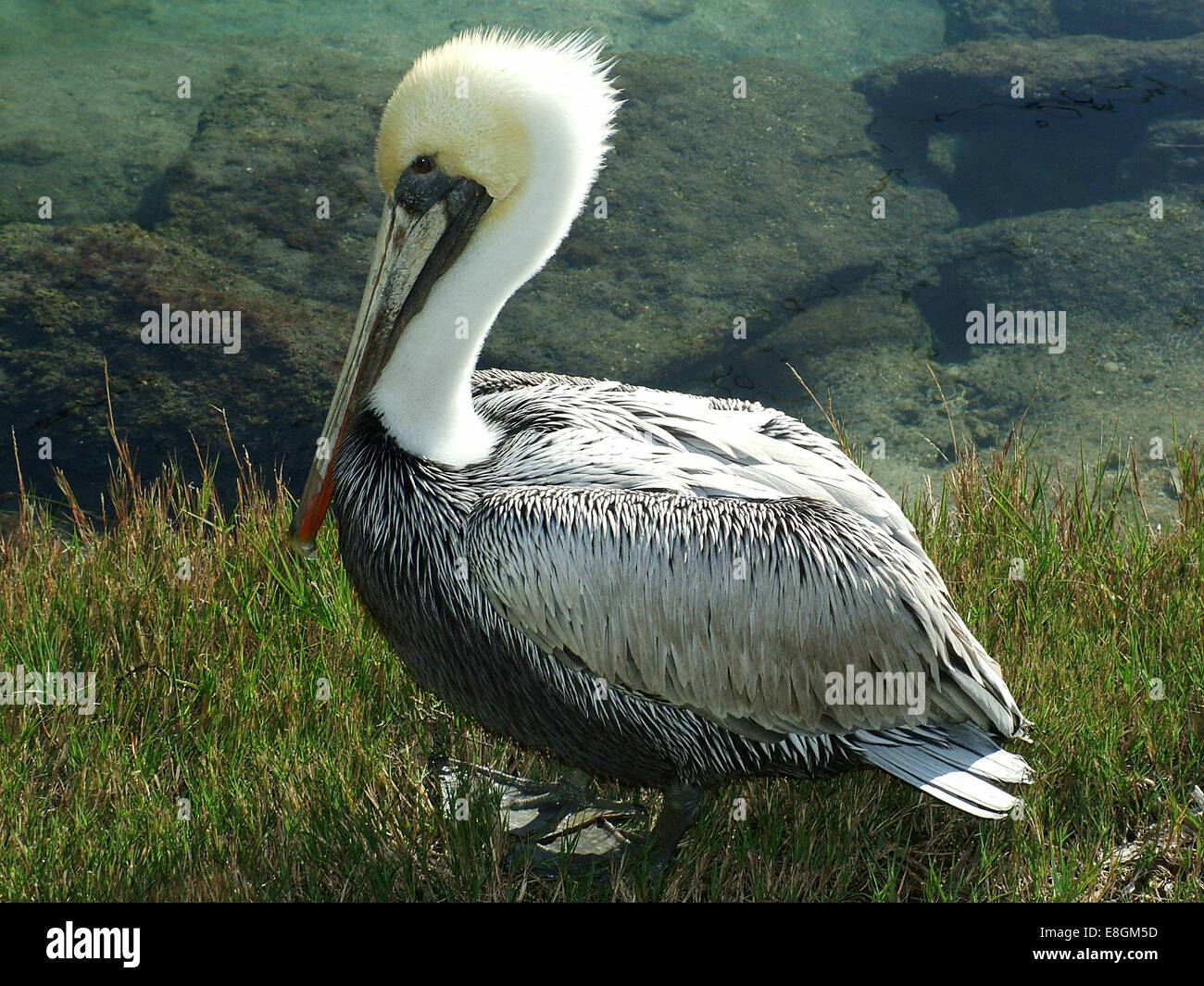 USA, Florida, St. Johns County, St. Augustine, Brown Pelican sitting in grass Stock Photo