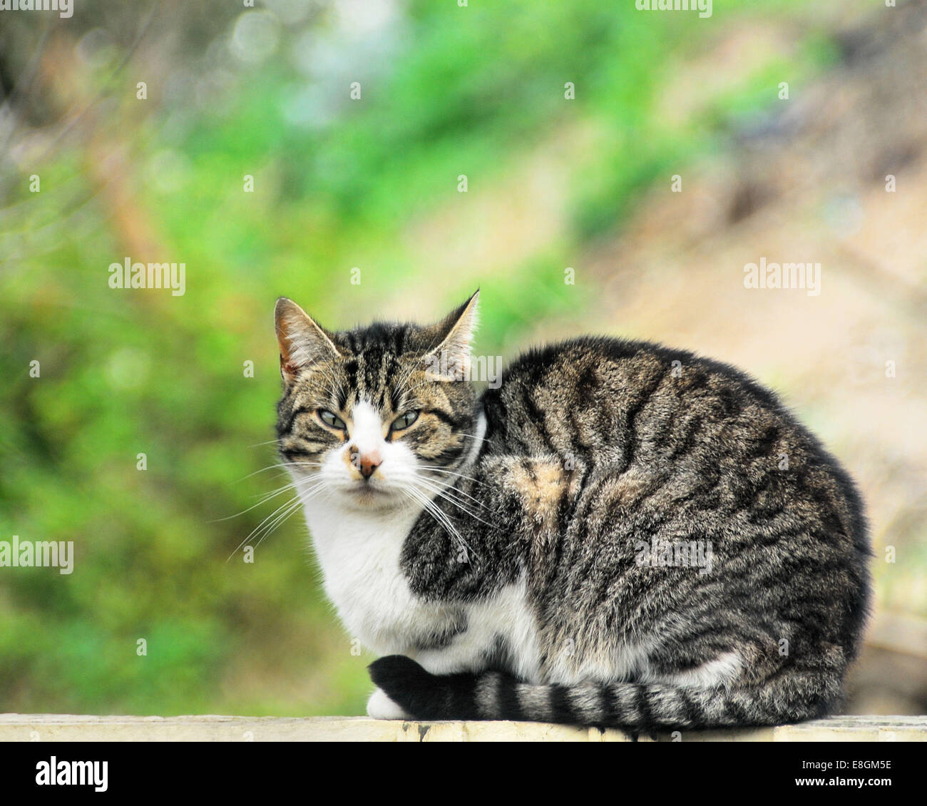 Portrait of sweet tabby cat Stock Photo