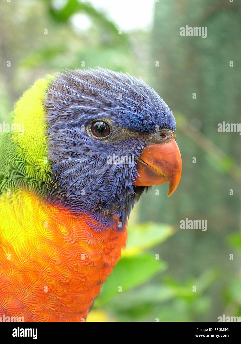 USA, Florida, Palm Beach County, West Palm Beach, Parakeet Stock Photo