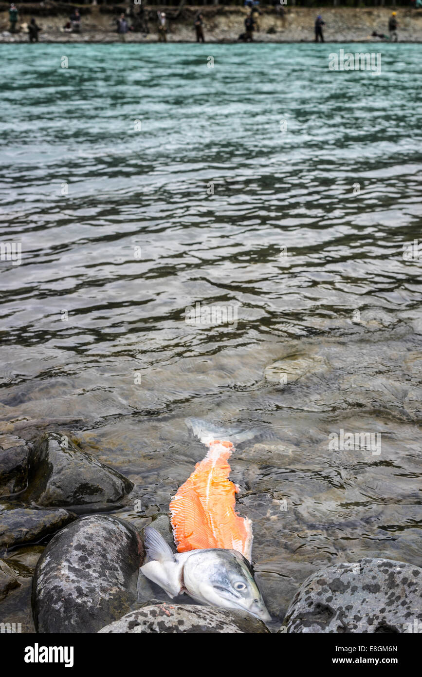 Partially filleted salmon floating, Russian river, Kenai, Alaska, United States Stock Photo