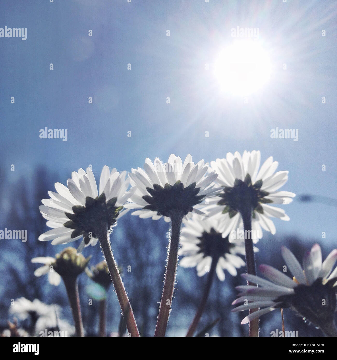 Low angle view of daisies in the sun Stock Photo