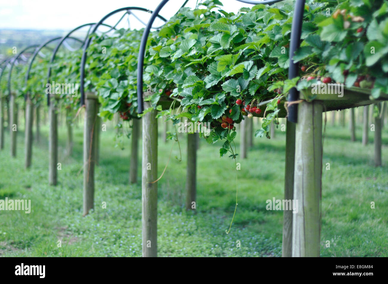 Rows of strawberry plants at strawberry farm Stock Photo