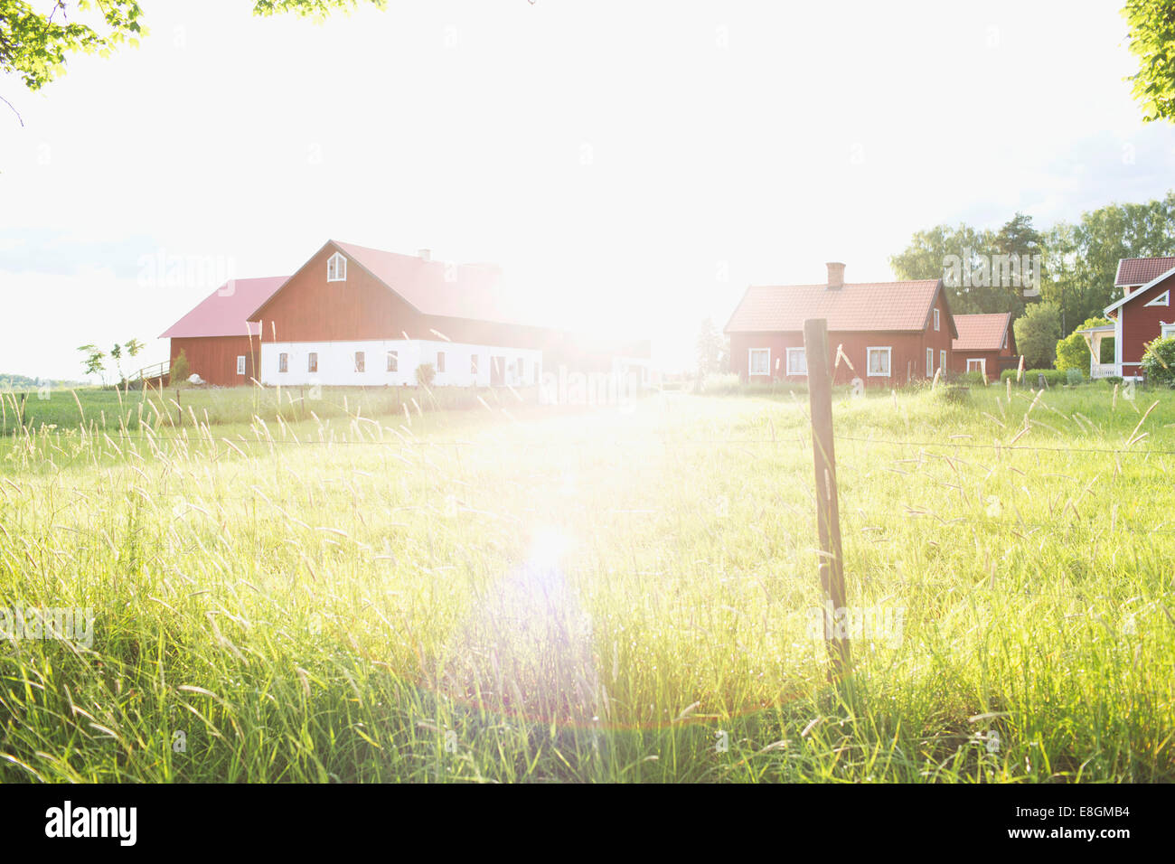Grassy field against houses on sunny day Stock Photo