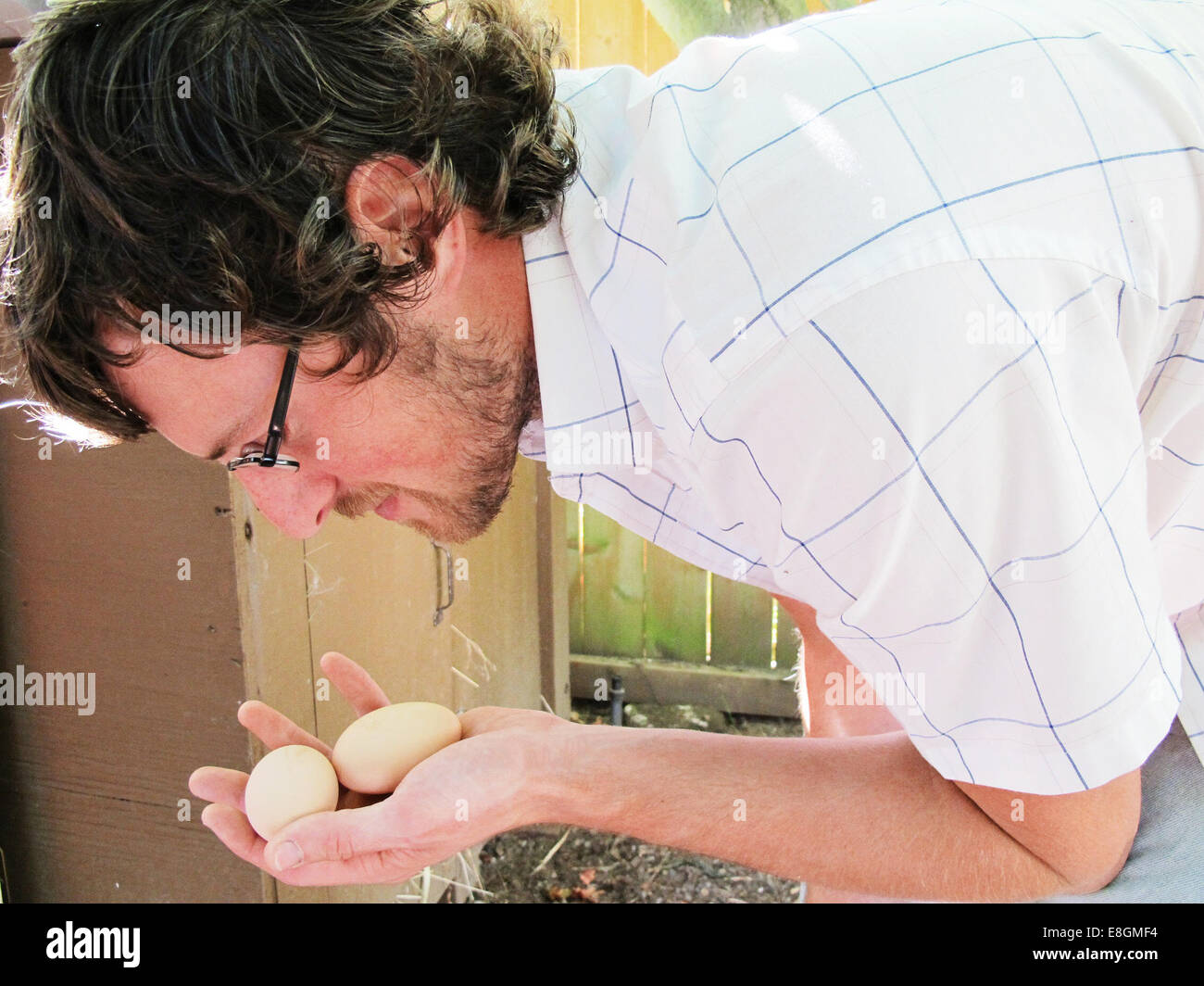 Man gathering eggs from chickens in backyard Stock Photo