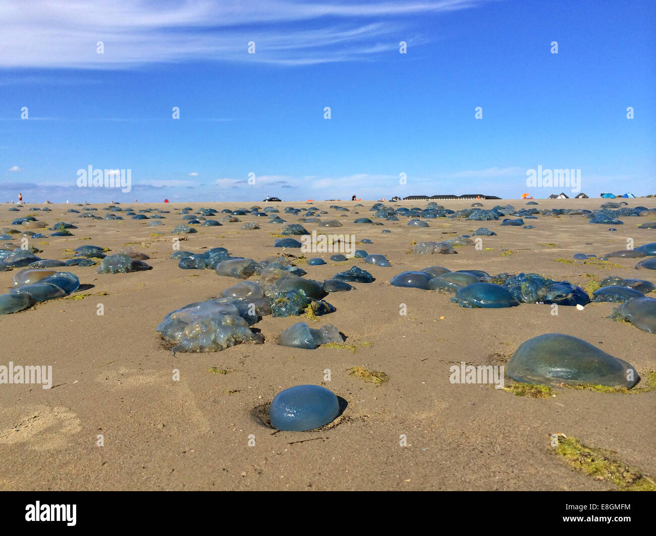 Jellyfish washed up on beach, Fanoe, Jutland, Denmark Stock Photo