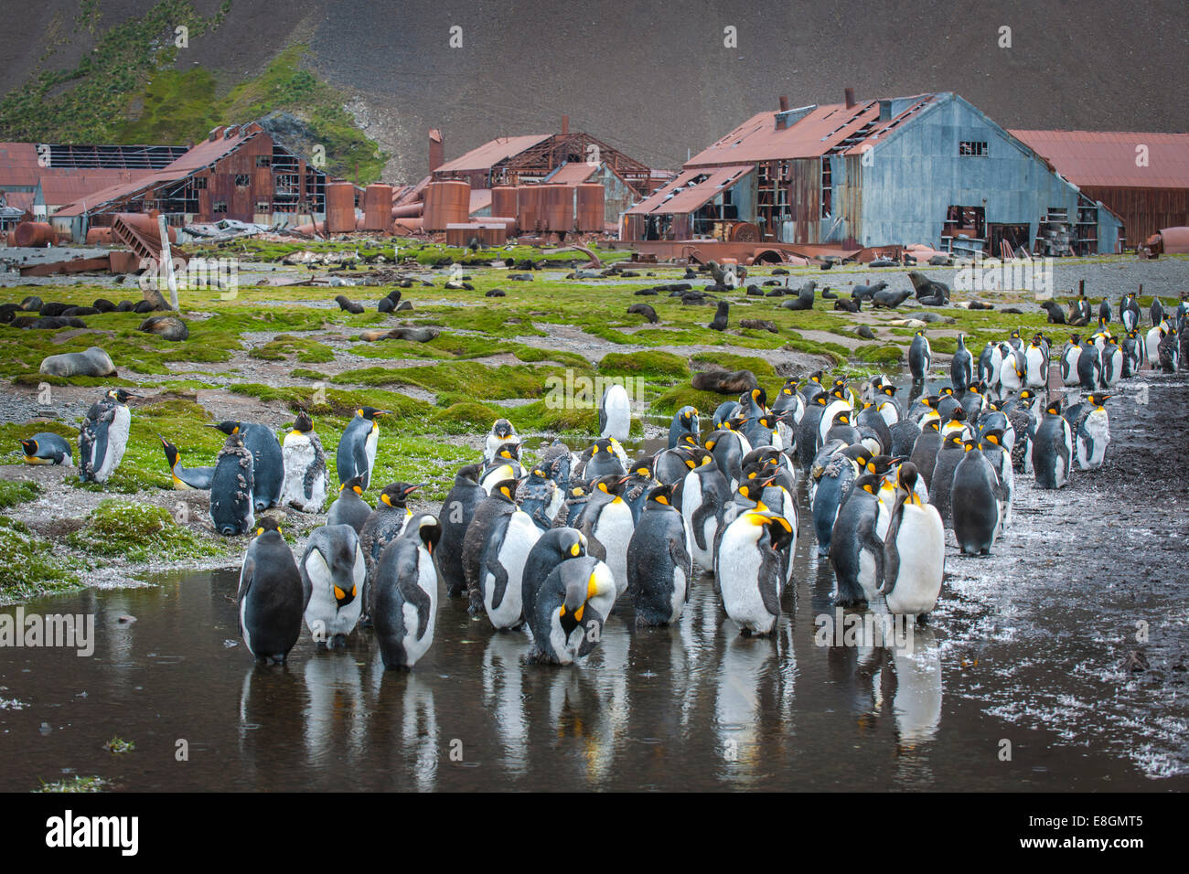 King penguins (Aptenodytes patagonicus) standing between houses at the former Stromness whaling station, abandoned in 1965, King Stock Photo