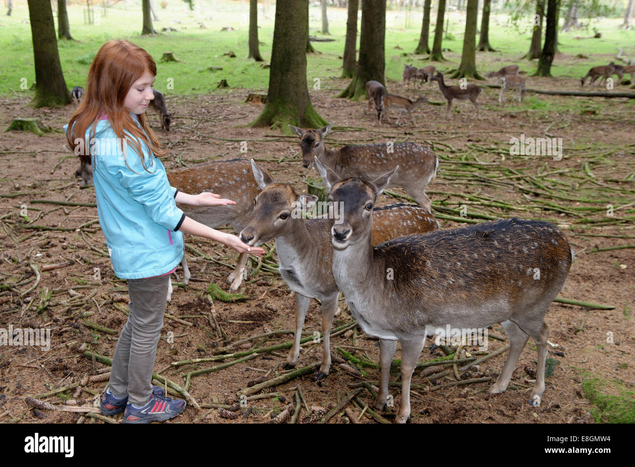 Child, girl feeding deer, Poing Wildlife Park, Upper Bavaria, Bavaria, Germany Stock Photo