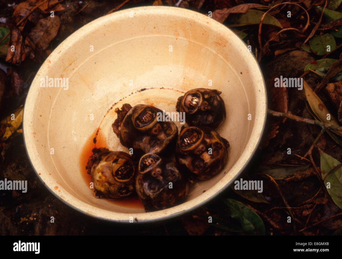 Poaching in Africa, cut off monkey heads in a bowl, regarded as a delicacy in Liberia, sold for $ 5 per piece on the market in Stock Photo