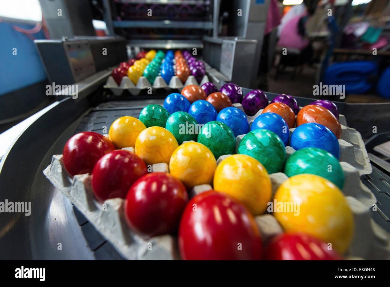 Brightly coloured Easter eggs on a conveyor belt, Beham egg dyeing company, Thannhausen, Bayern, Germany Stock Photo