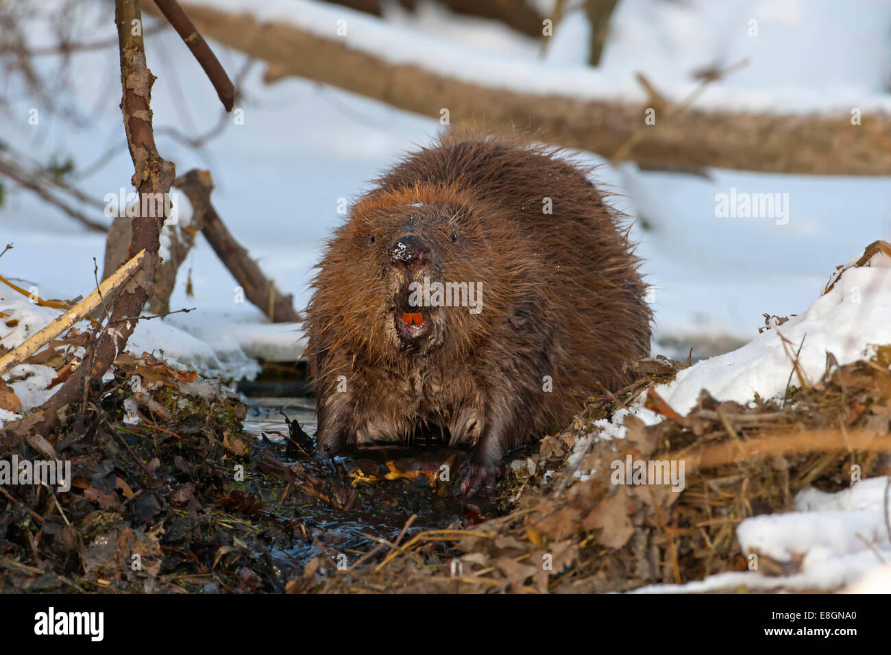 European Beaver (Castor fiber), foraging, winter, snow, diurnal, Middle Elbe, Saxony-Anhalt, Germany Stock Photo
