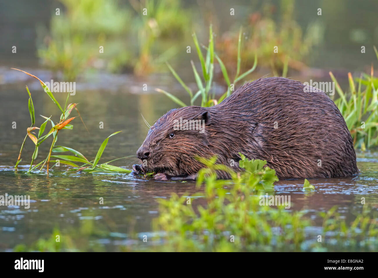 European Beaver (Castor fiber), foraging, diurnal, Middle Elbe, Saxony-Anhalt, Germany Stock Photo