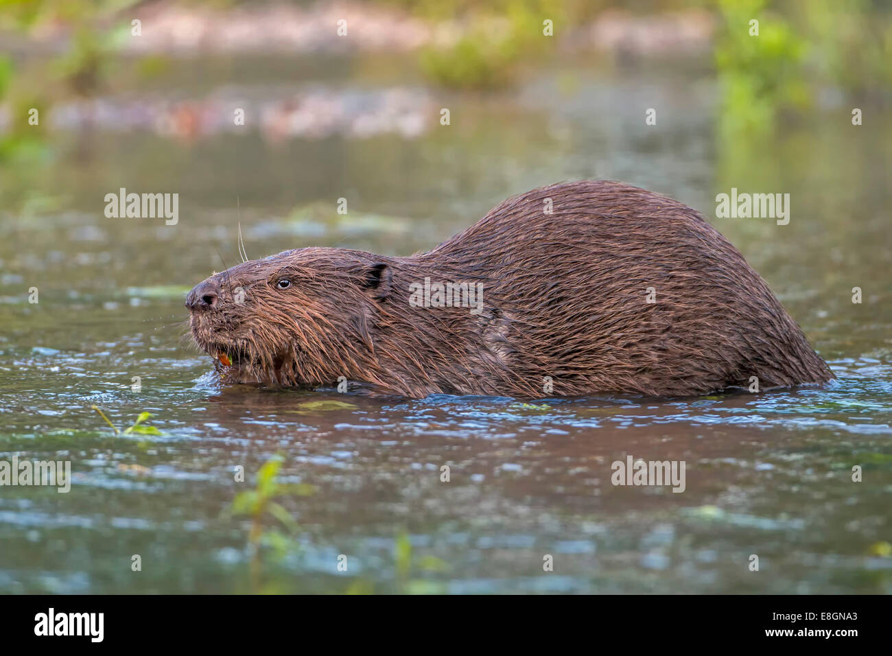 European Beaver (Castor fiber), foraging, diurnal, Middle Elbe, Saxony-Anhalt, Germany Stock Photo