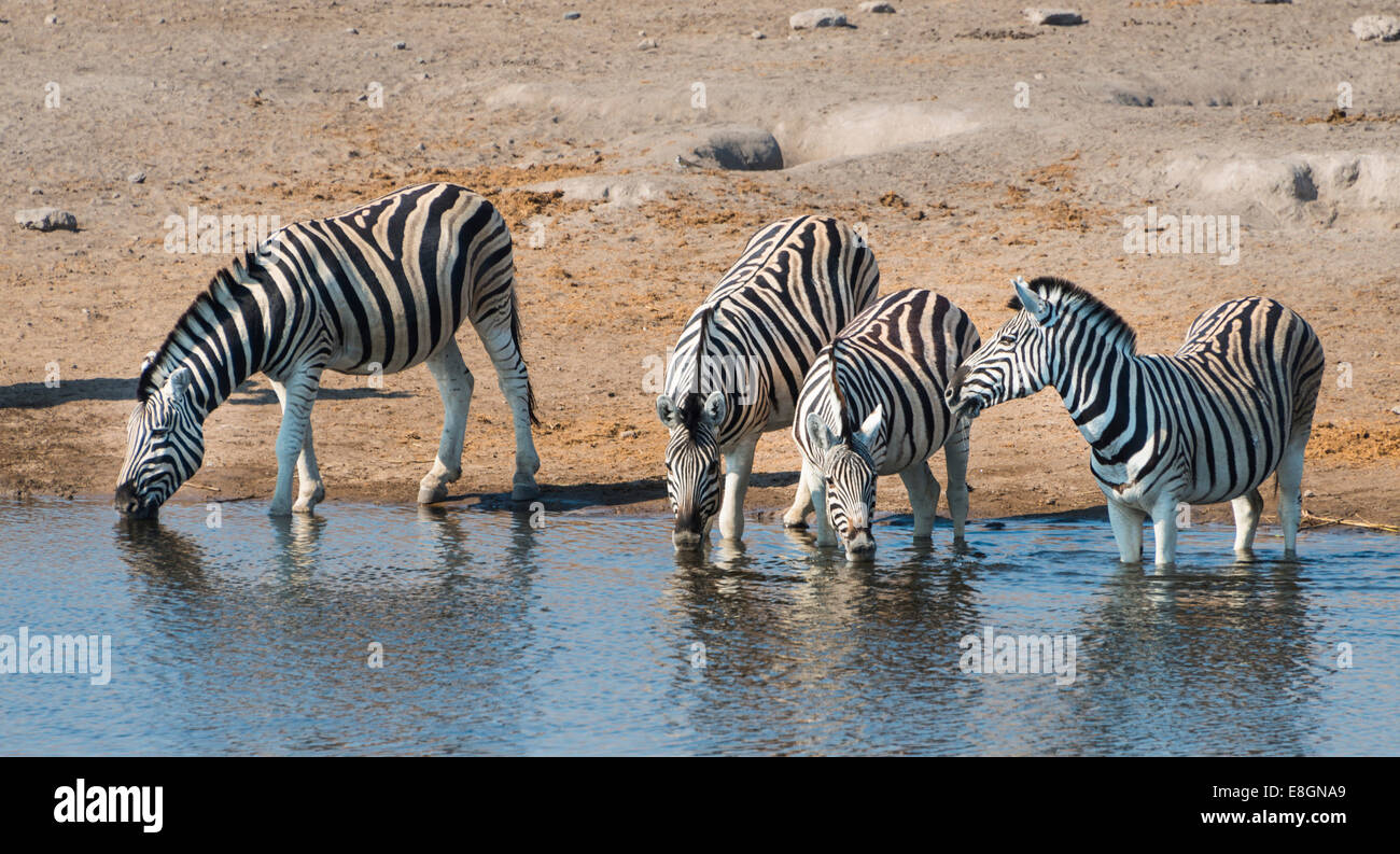 Burchell's Zebras (Equus burchellii) drinking, Chudop water hole, Etosha National Park, Namibia Stock Photo