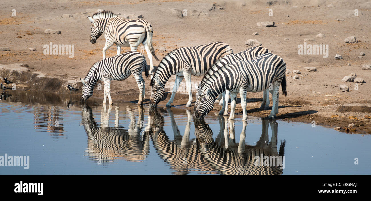 Burchell's Zebras (Equus burchellii) drinking, Chudop water hole, Etosha National Park, Namibia Stock Photo