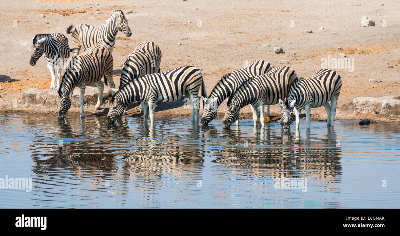 Herd of Burchell's Zebras (Equus burchellii) drinking, Chudop water hole, Etosha National Park, Namibia Stock Photo