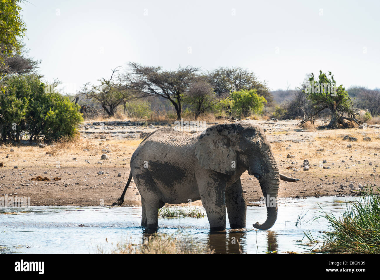 African Elephant (Loxodonta africana) drinking in the water, Etosha National Park, Koinachas waterhole, Namibia Stock Photo