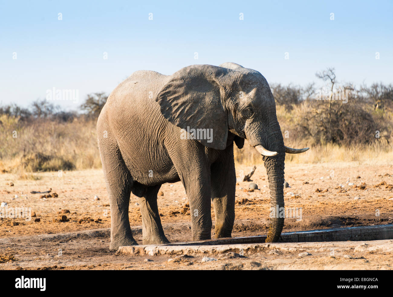 African water hole hi-res stock photography and images - Alamy