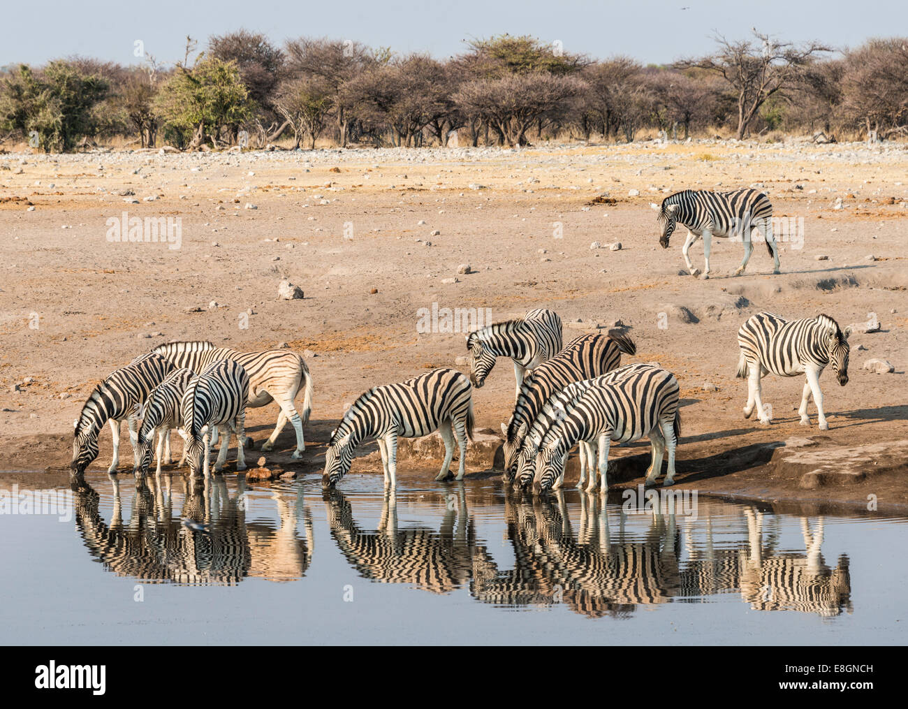 Herd of Burchell's Zebras (Equus quagga burchellii) drinking at water, Chudop water hole, Etosha National Park, Namibia Stock Photo