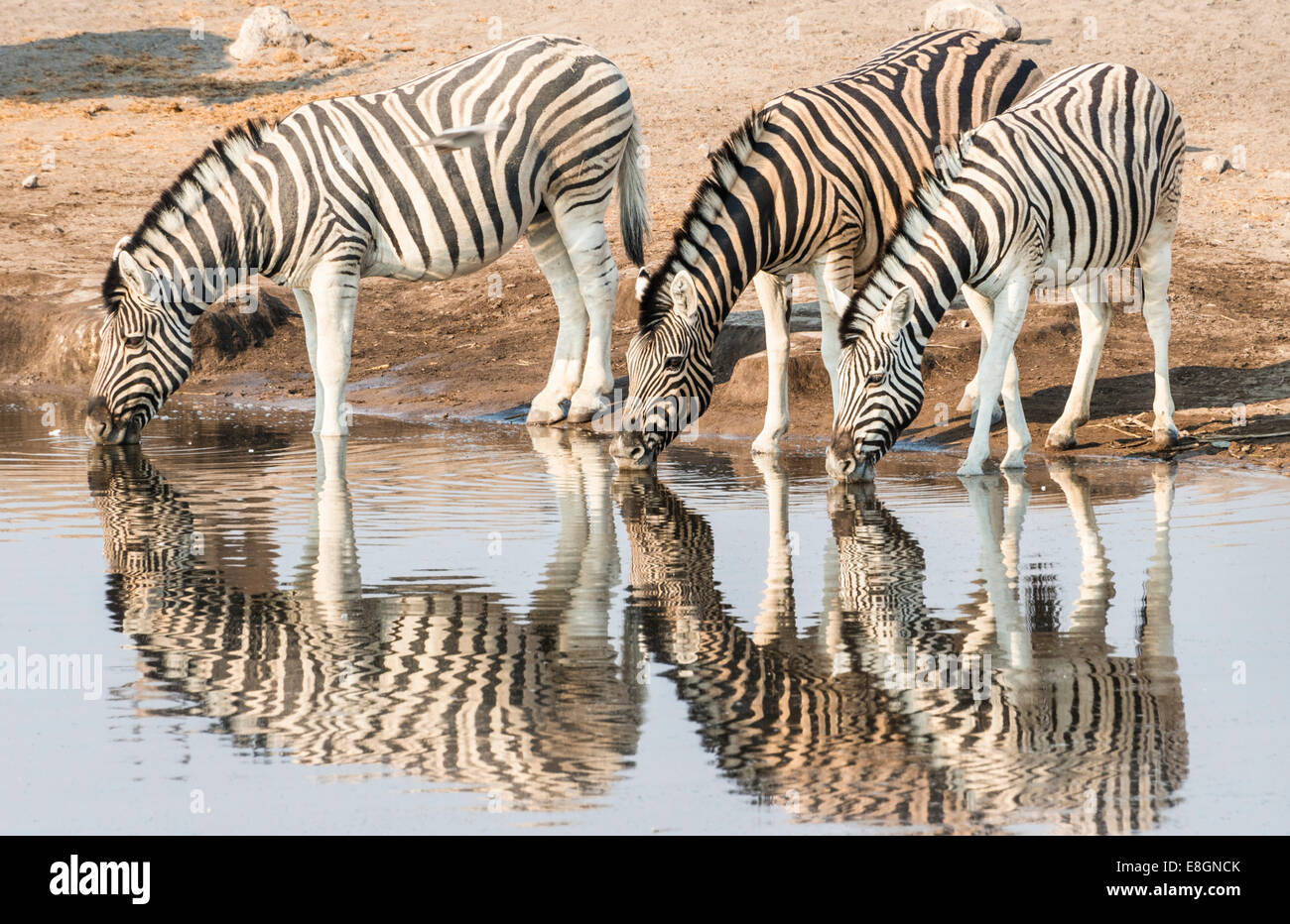 Three Burchell's Zebras (Equus quagga burchellii) drinking at water, Chudop water hole, Etosha National Park, Namibia Stock Photo
