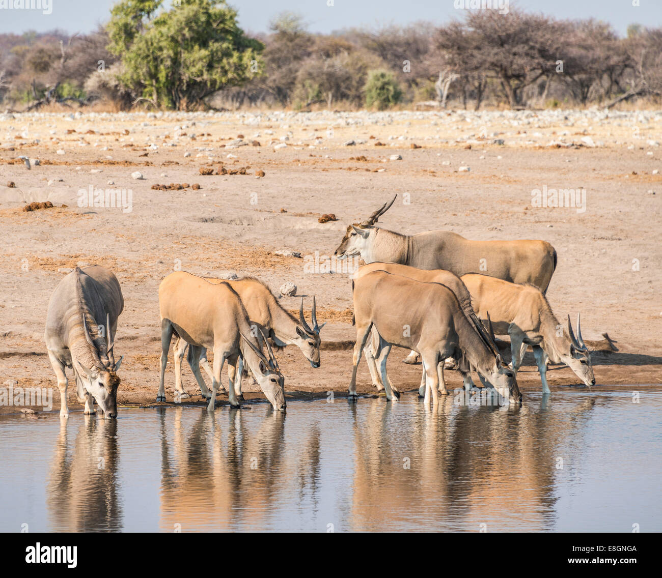 Herd of Elands (Taurotragus oryx) drinking, Chudop water hole, Etosha National Park, Namibia Stock Photo