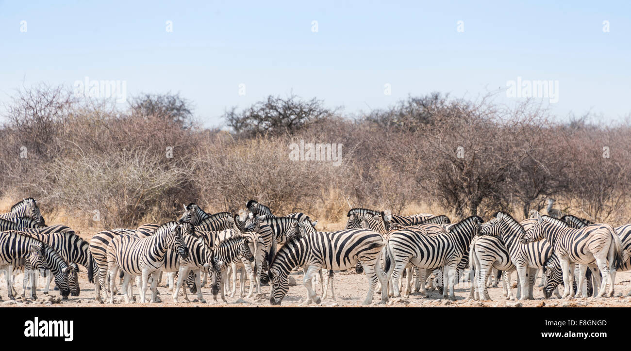 Herd of Burchell's Zebras (Equus quagga burchellii) drinking at water, Tsumcor water hole, Etosha National Park, Namibia Stock Photo