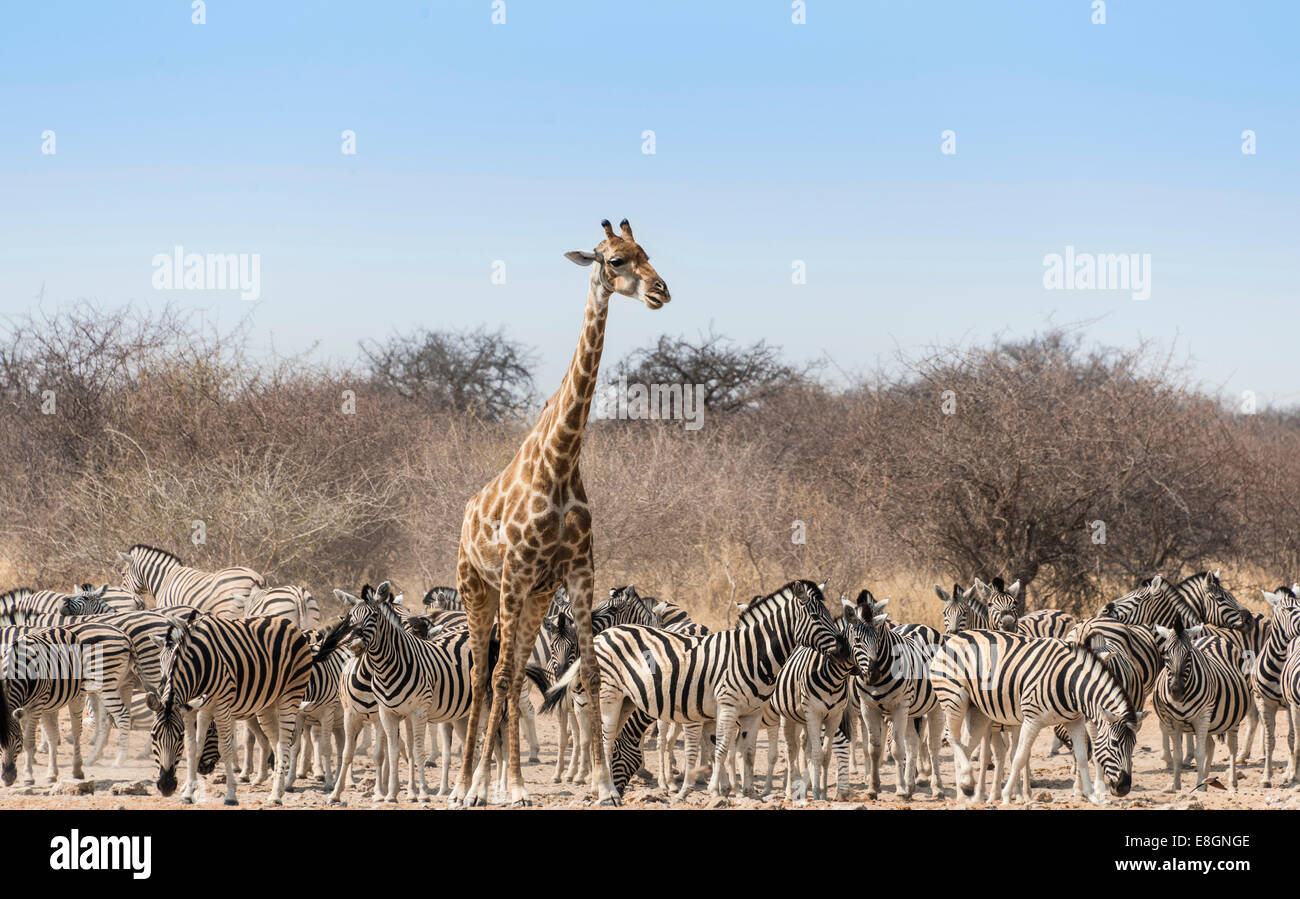 Giraffe (Giraffa camelopardis) and herd of Burchell's Zebras (Equus quagga burchellii) at the Tsumcor water hole Stock Photo
