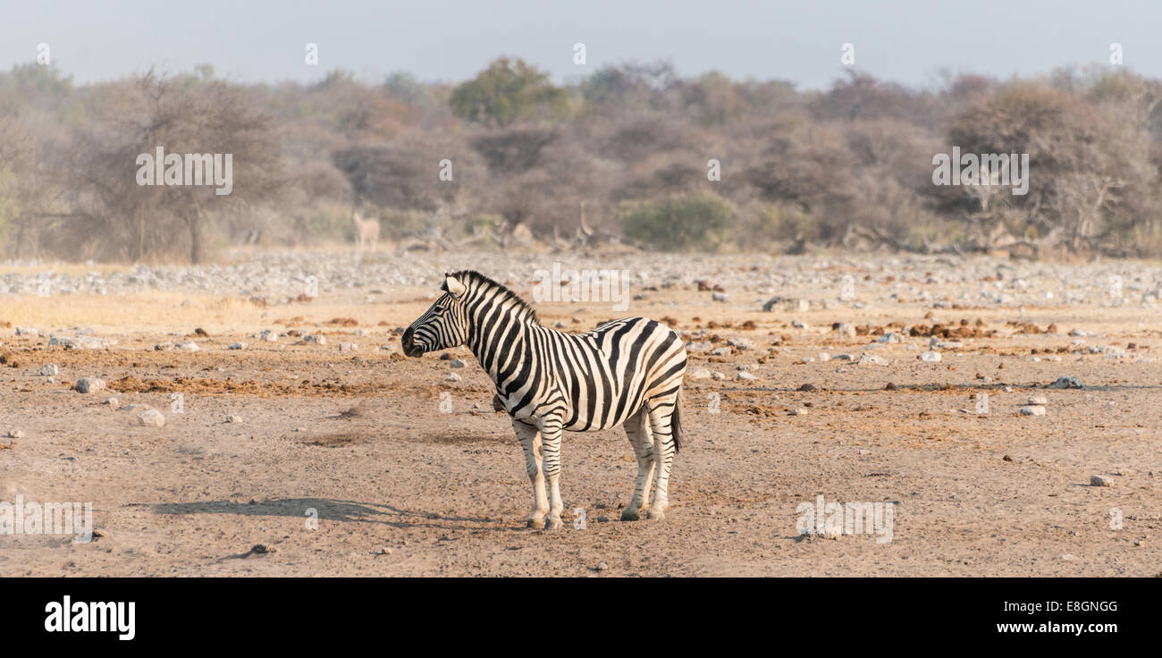 Burchell's Zebra (Equus quagga burchellii), Etosha National Park, Namibia Stock Photo
