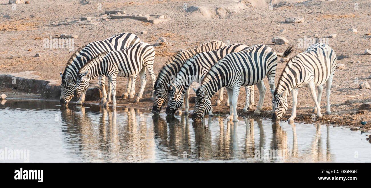 Herd of Burchell's Zebras (Equus quagga burchellii) drinking at water, Chudop water hole, Etosha National Park, Namibia Stock Photo