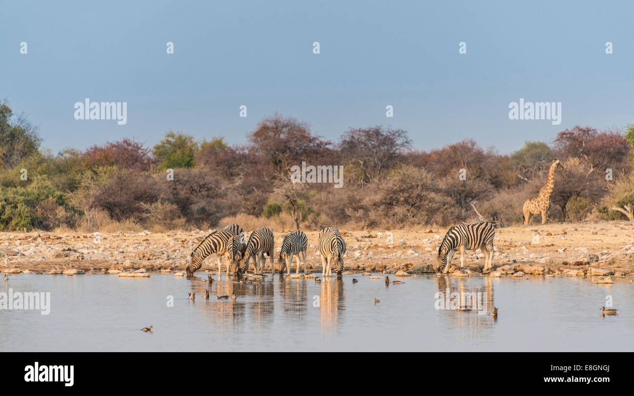 Burchell's Zebras (Equus quagga burchellii), Klein Namutoni water hole, Etosha National Park, Namibia Stock Photo