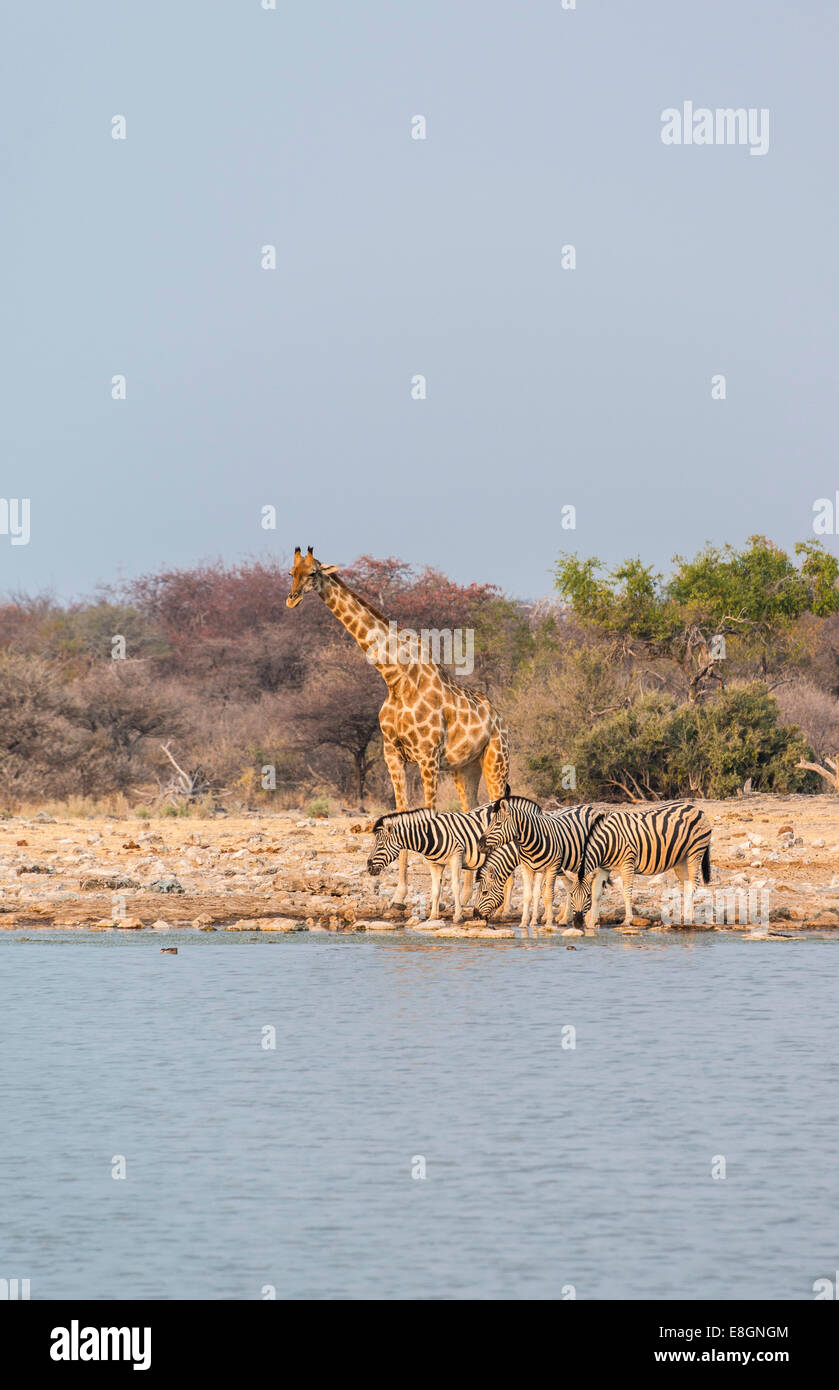 Giraffe (Giraffa camelopardis) and Burchell's Zebraa (Equus quagga burchellii), Klein Namutoni water hole, Etosha National Park Stock Photo