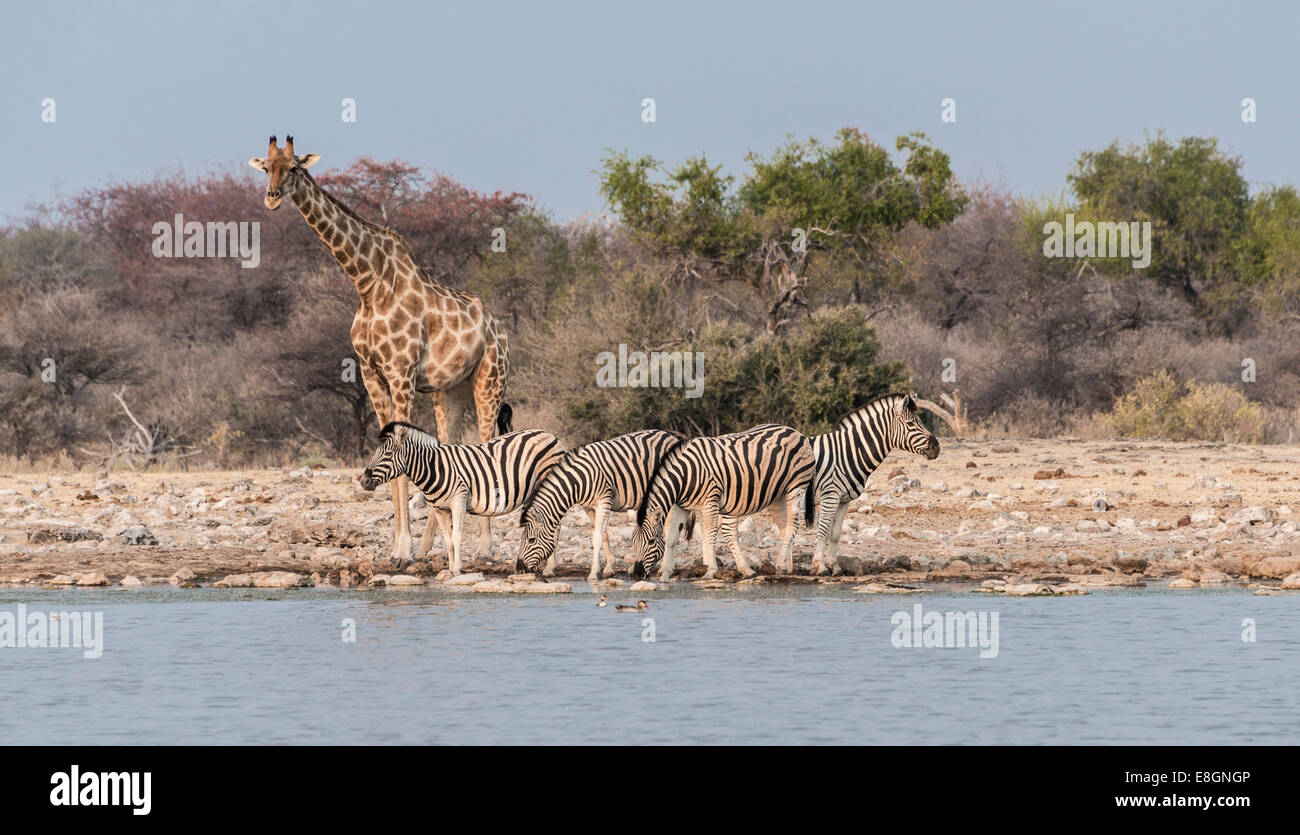 Giraffe (Giraffa camelopardis) and Burchell's Zebraa (Equus quagga burchellii), Klein Namutoni water hole, Etosha National Park Stock Photo