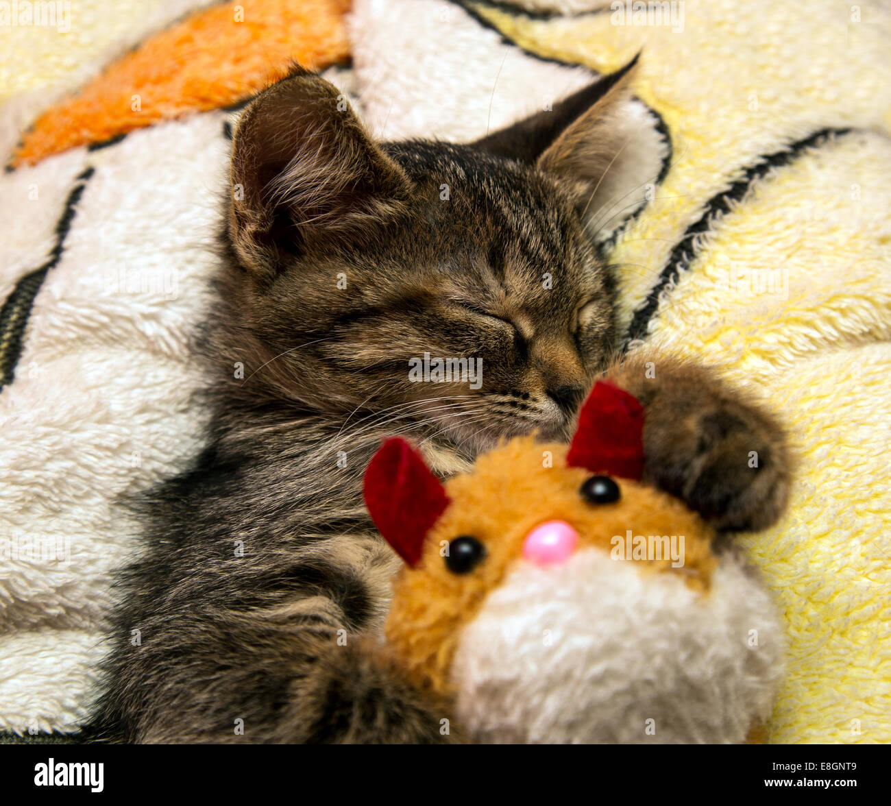 cat hugging plush