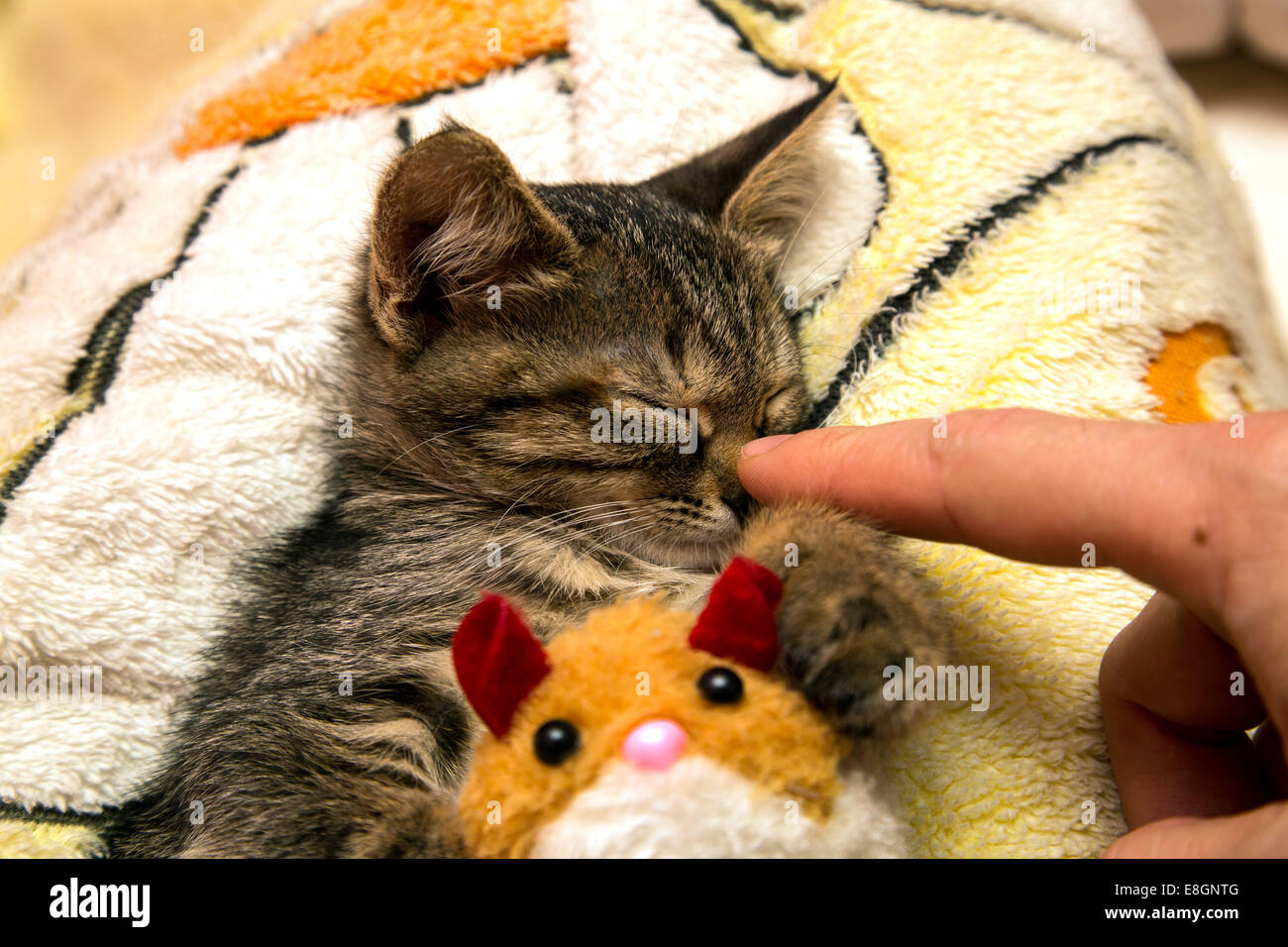 kitten hugging stuffed animal