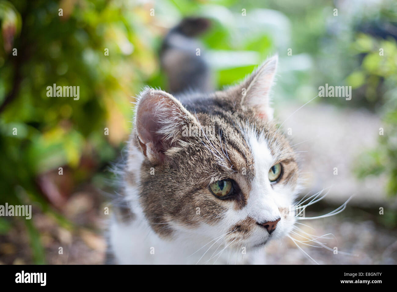 Domestic short haired cat with brown and white fur and green eyes outside in garden Stock Photo