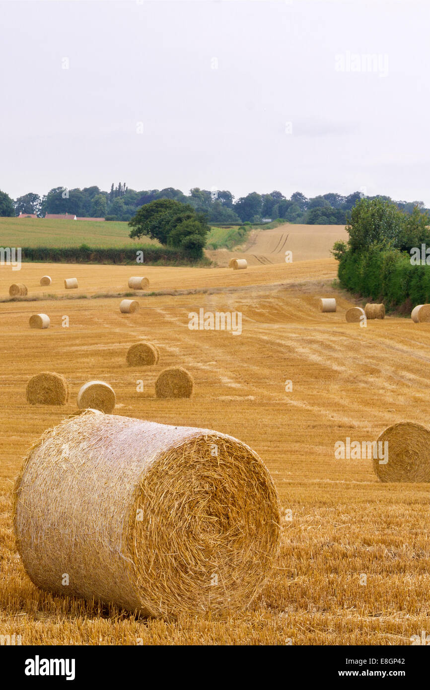 Straw bales in a farm field Stock Photo