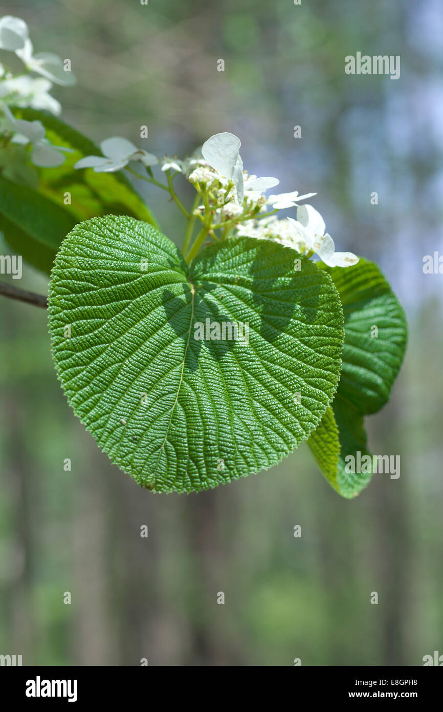 Scarlet leaved viburnum hires stock photography and images Alamy