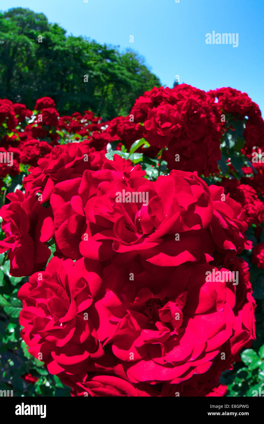 Lavaglut rose hi-res stock photography and images - Alamy