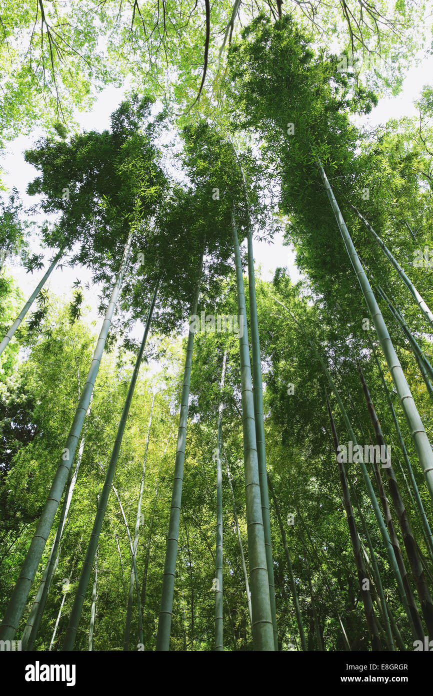 Kanagawa Prefecture, Japan Stock Photo Alamy