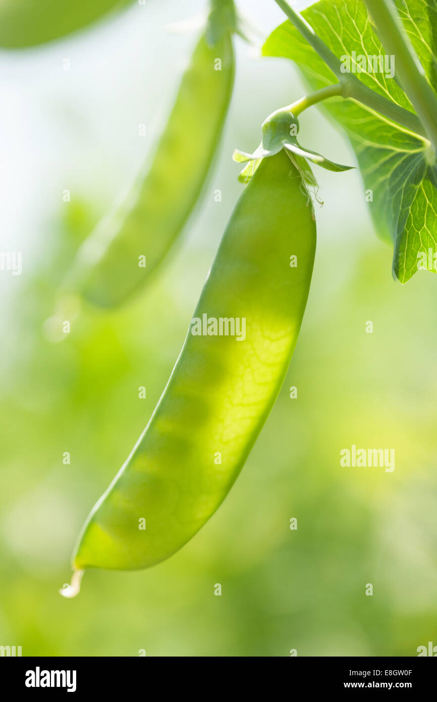 Green Peas Plant Stock Photo Alamy