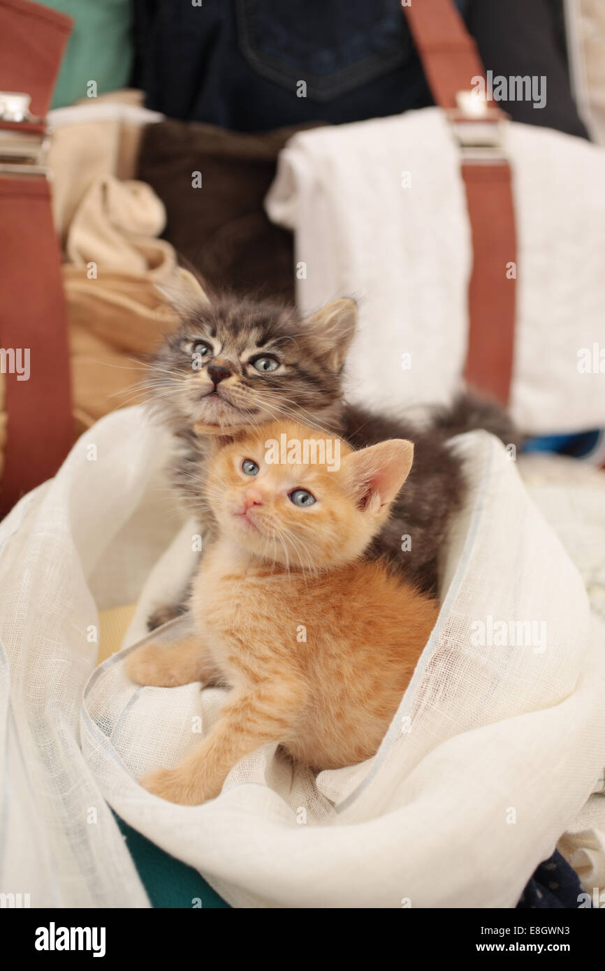 Breeding kittens hi-res stock photography and images - Alamy