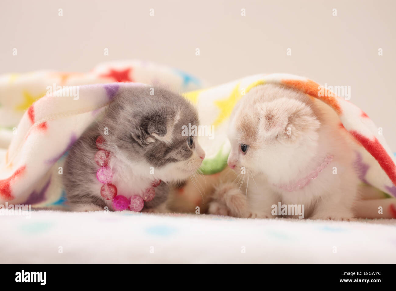 Munchkin teddy bear kittens sale