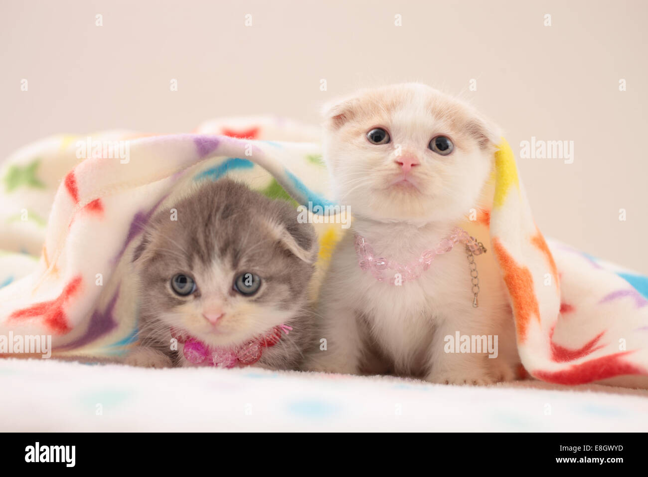 Newborn munchkin kitten sales